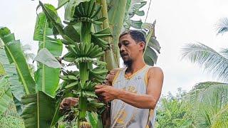 flowering lakatan