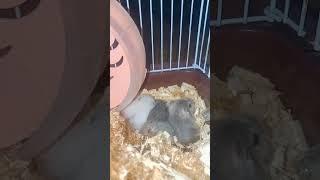 #new #baby #hamsters