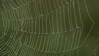 The Science of Spider Webs | WPBS Weekly: Inside the Stories