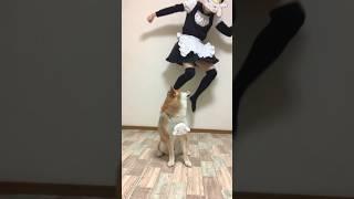 Koma-chan, the Shiba Inu with a reversed hierarchical relationship. #shorts