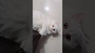 cate cat #sinchi