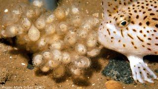 Tasmanian artist helps save a species: spotted handfish