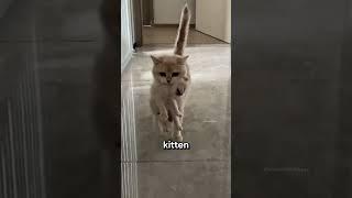 How to Pause a Weird Cat‼️