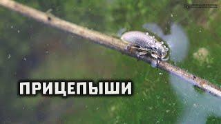 Как жуку жить под водой, совсем не умея плавать. Прицепыши. // Clever Cricket