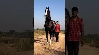 Marwari stallion Dilshan  ( Horse video ) #horse