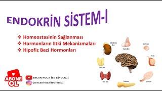 7) ENDOKRİN SİSTEM-1 (Ercan Hoca İle Biyoloji)