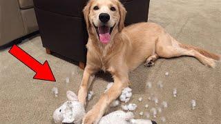 Weird Things Golden Retrievers Love