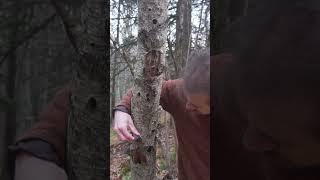 3 Flammable Wild Plants and Mushrooms