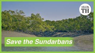 Importance of conserving Sundarbans, the largest mangrove forest in the world