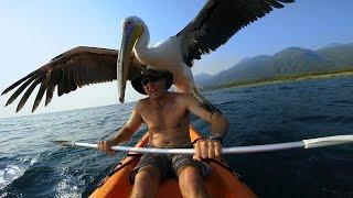 GoPro: Pelican Learns To Fish