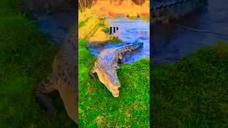 BENARKAH MATA BUAYA ADA 4 #crocodile #buaya #animals