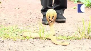 Vava Suresh with Golden Cobra Snake | Vava Suresh - Kaumudy TV