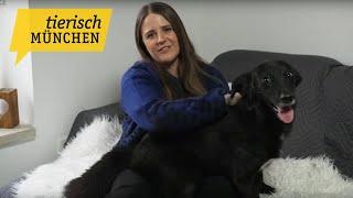 Tierisch München: Happy End für Vierbeiner aus Sauerlach gesucht!