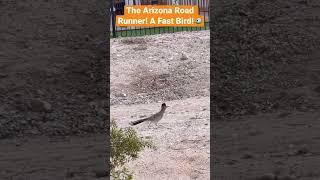 The Arizona Road Runner Is a Very Fast Bird At 20 MPH!#birdslover #birds #wildlife #wildbirds