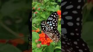Butterflies & Flowers! Spring is Coming! Nature's Glory in Full Bloom! Relax for 24 Seconds!