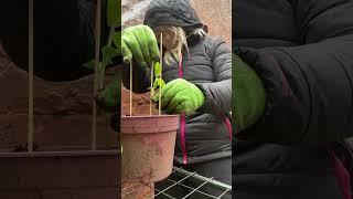 Planting sunflowers  #gardening #garden #planting #plants #sunflowers #greenfingers #seeds #plant