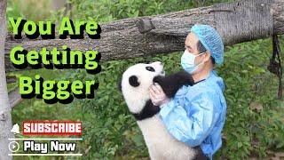 Can I Help The Nanny Weigh This Panda Baby? | iPanda