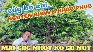 Vì sao mai gốc nhớt nút nhỏ ko có nút? Nguyên nhân & khắc phục mai Bình Đinh hay bỏ chi vườn Út Đực