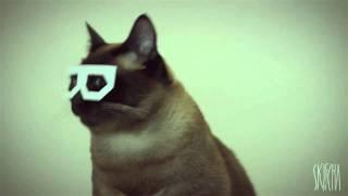 Dubstep cat, дабстеп кот, скифча , кот , хипстер