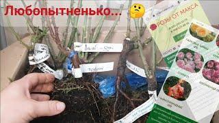 Обзор посылки с розами из питомника "Розы от Макса". #обзорпосылки #розы #уральскиерозы