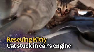 RESCUING CAT STUCK IN THE CAR'S ENGINE