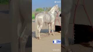 Most Beautiful White Horse You May Ever Seen First,#horse #youtubeshorts #viral #viralvideo #foryou