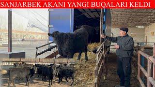 SANJARBEK AKANI ABERDEEN ANGUS YANGI PARTYA BUQALARI KELDI BUNDAY NARXLAR YO’Q BOSHQA JOYDA 