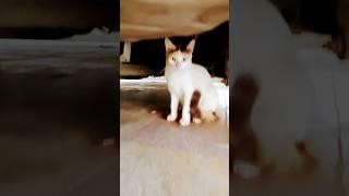 #cat video how to  short video viral#