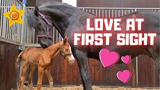 Orphan foal meets foster mother QueenUniek. I've never seen this before! Amazing! | Friesian Horses