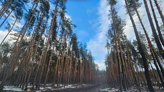 Коттеджный поселок "Лесная сказка" близ Воронежа в окружении соснового леса.