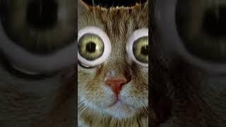 Ai Cat eyes out #oldies #coversong #song #vintage #satisfyling #anime #facts #animeedit