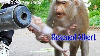 So Great Mama Ally  Quickly Rescued Baby Albert From Dangerous Thing Of Motorcycle