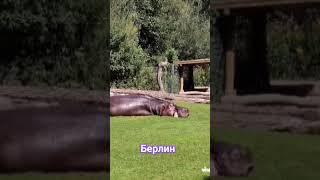 зоопарк в Берлине #travel #берлин #zoo #германия #путешествия