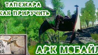 Приручил Тапежару в Ark mobile!|Modjis