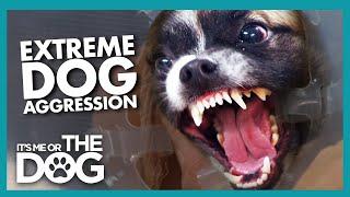 Hyper-Aggressive Dog 'Rusty' Gets Violent at the Vets | It's Me or the Dog