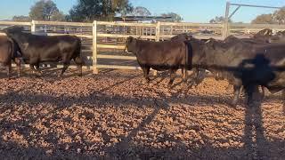 LG & KM Cover Brangus cross cows 570kg, 26/7/24