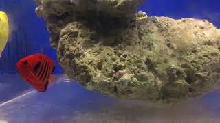 Premium Aquatics Fish Video - 8-18-2017