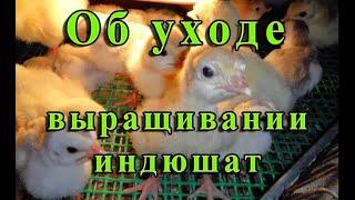 УХОД ЗА ИНДЮШАТАМИ ТЯЖЕЛОГО КРОССА. Содержание и кормления индюшат. Купить индюшат.