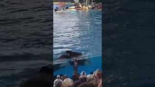 Касатка очень сильно бьёт хвостом по воде/The killer whale hits the water very hard with its tail