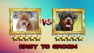 pitbull vs rottweiler rottweiler vs pitbull real blondi foks flydownloader