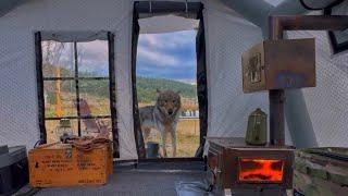 A WOLF VISITED OUR TENT IN CAMP @doganayvural