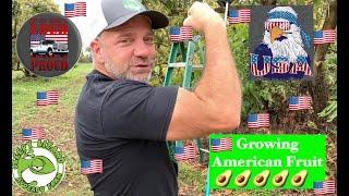 Did You Know We Grow Avocados In America?