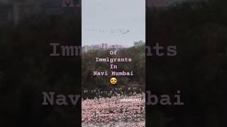 Flamingos Take Over the Lakes - Pink Flock in the City  #shortvideo #flamingo