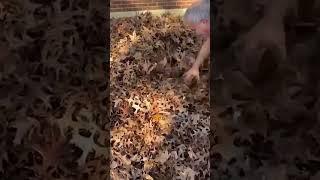 Un bebe desaparece en un monton de hojas