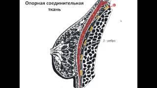 Ультразвуковая анатомия молочных желез