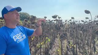 Гібрид соняшника НСХ 8005 демо на 22.09.23р. Соняшник НСХ-8005 від Агролідер ЮА. (067) 560-51-15