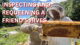 Inspecting and requeening a friend's hives