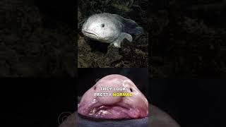 Blobfish | The Ugliest Animal In The World