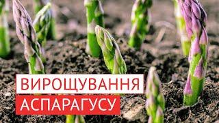 Спаржа - одна з найбільш прибуткових культур