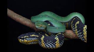 Tropidolaemus species bite envenomation in Malaysia